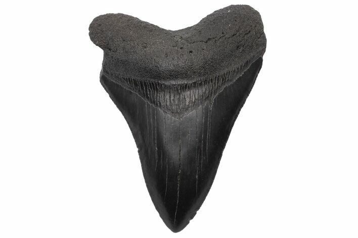 Serrated, Fossil Megalodon Tooth - South Carolina #236068